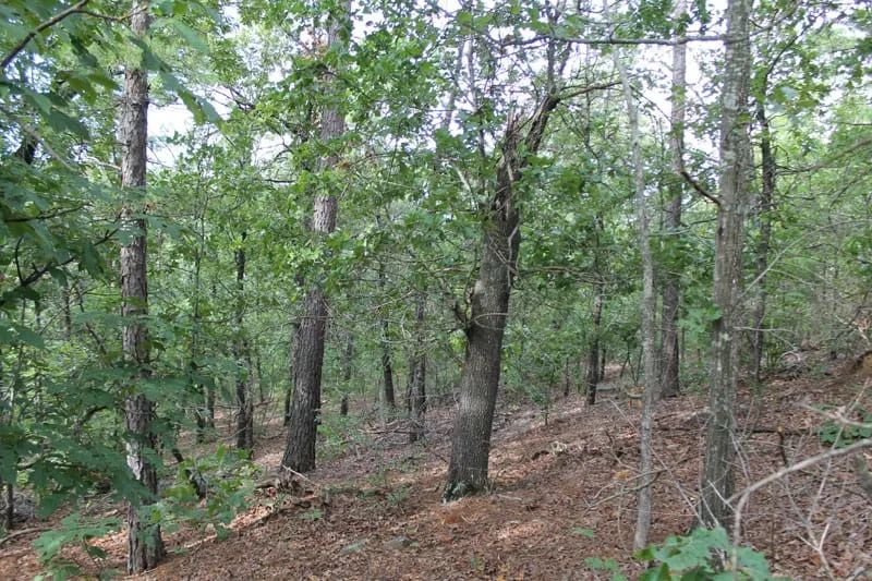 Decorative background for Trophy Ridge Phase III Tract 25 image 9