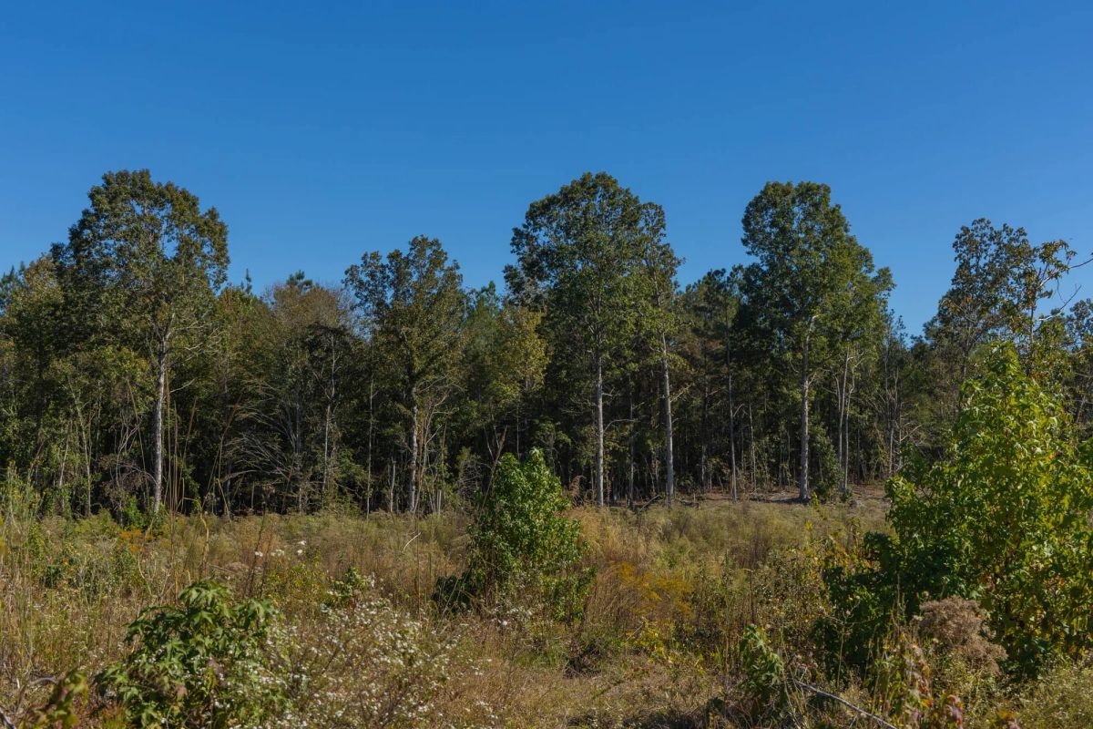 Decorative background for Meyer’s Ridge Tract 28 image 6