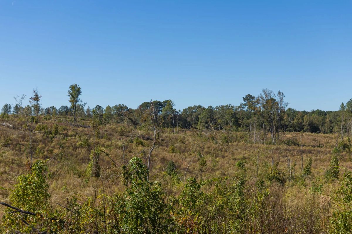 Decorative background for Meyer’s Ridge Tract 28 image 9