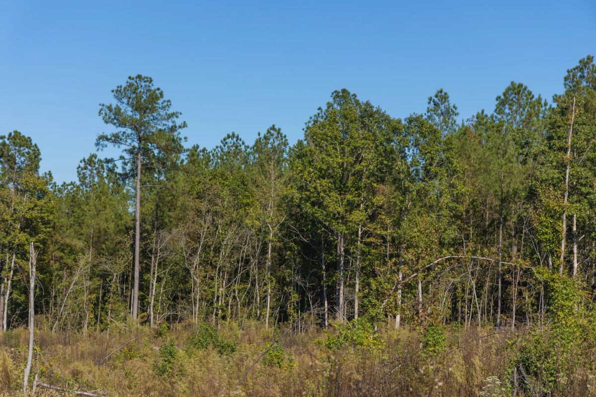 Decorative background for Meyer’s Ridge Tract 28 image 10