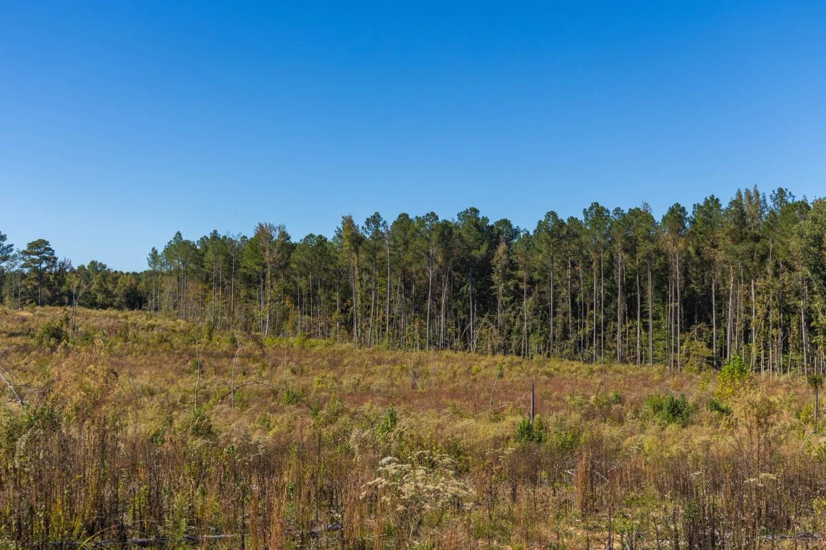 Decorative background for Meyer’s Ridge Tract 28 image 12