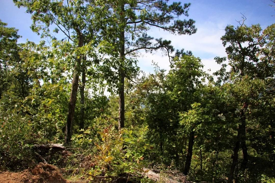 Decorative background for Lakeview Private Reserve Tract 14 image 8