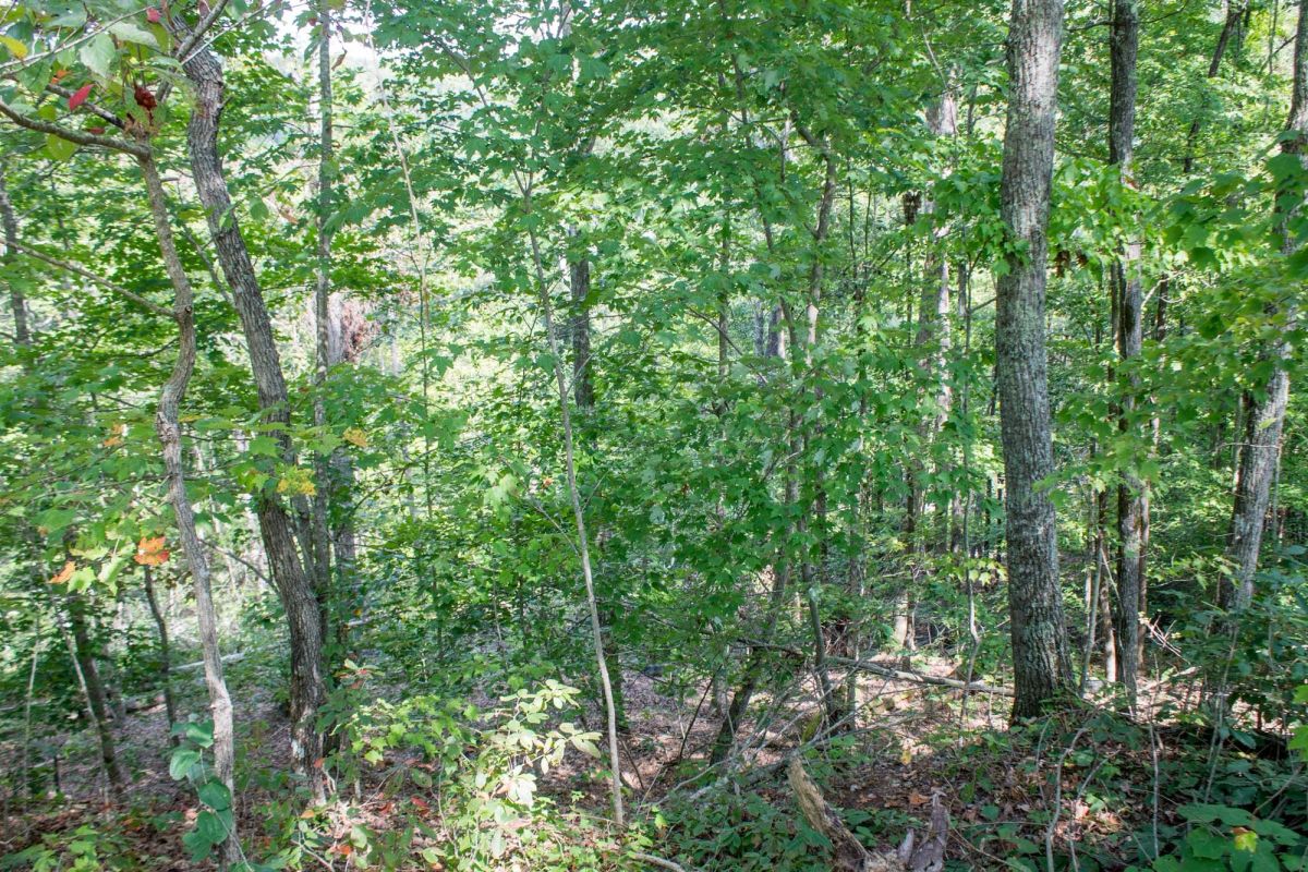 Buck Run Ridge Tract 3 - Image 4