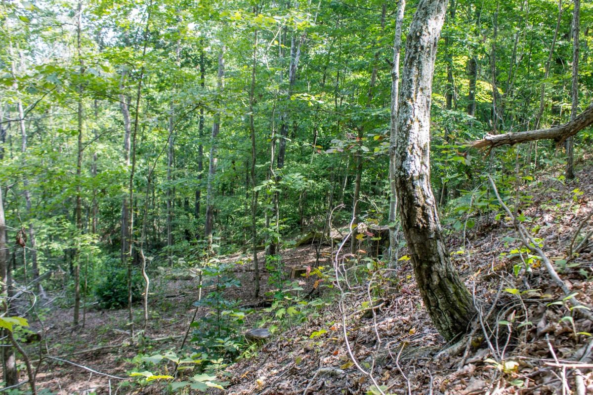 Decorative background for Buck Run Ridge Tract 3 image 5