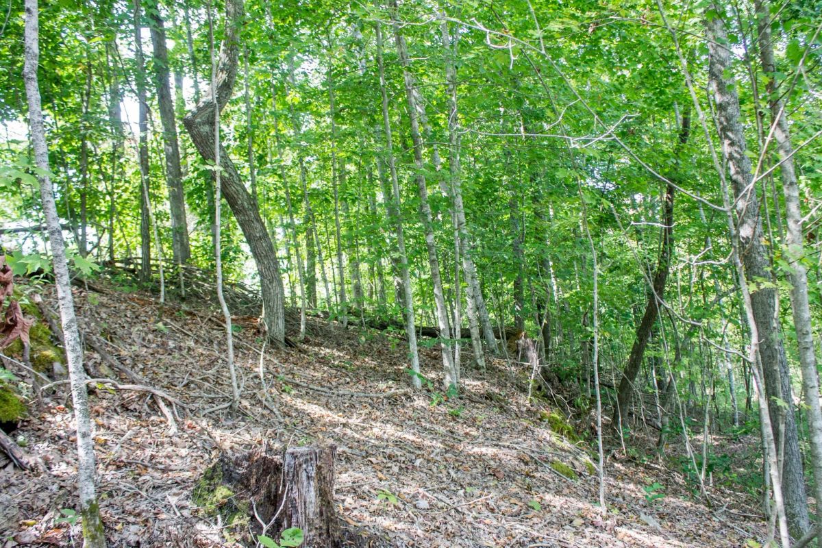 Decorative background for Buck Run Ridge Tract 3 image 6
