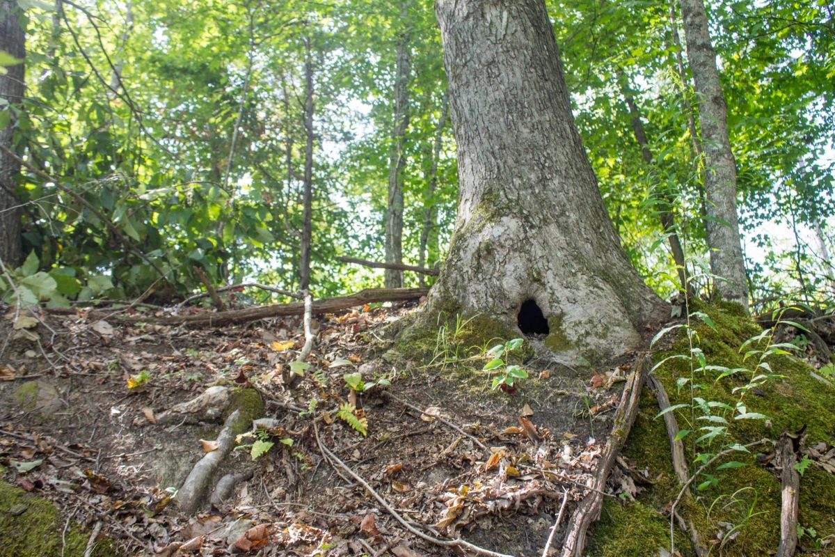 Decorative background for Buck Run Ridge Tract 3 image 7