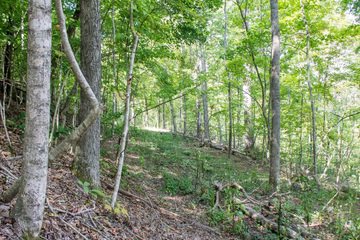 Decorative background for Buck Run Ridge Tract 3 image 8