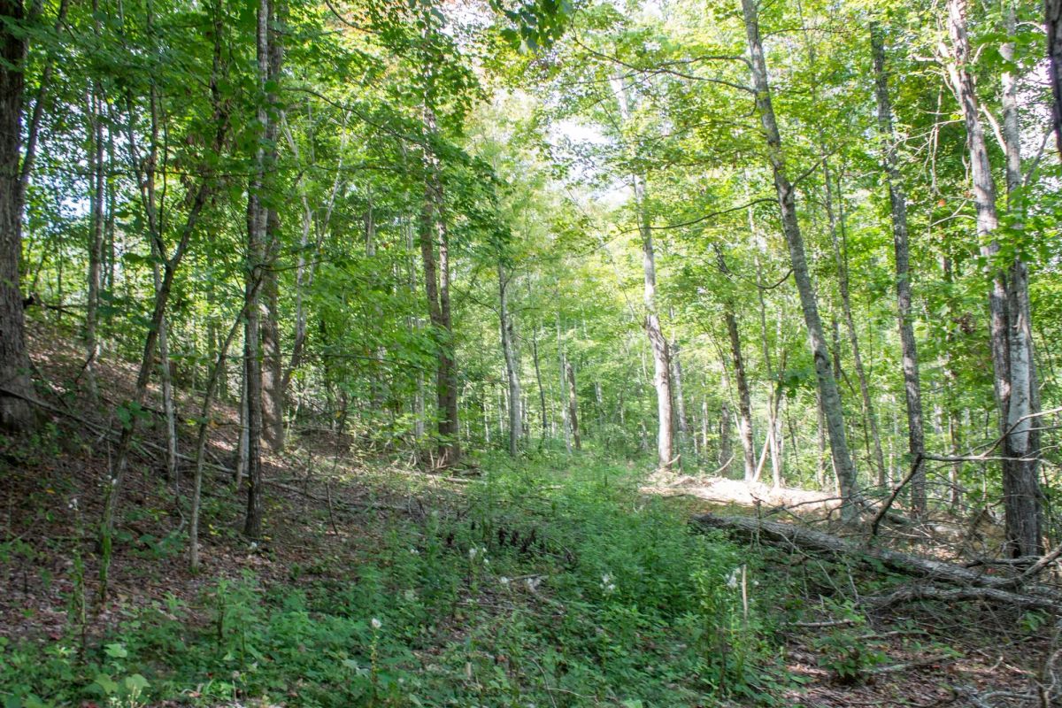 Decorative background for Buck Run Ridge Tract 3 image 9