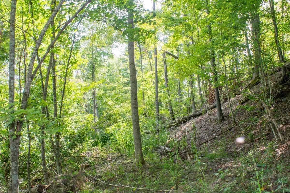 Decorative background for Buck Run Ridge Tract 3 image 10