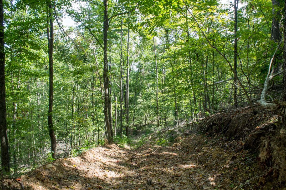 Decorative background for Buck Run Ridge Tract 3 image 11
