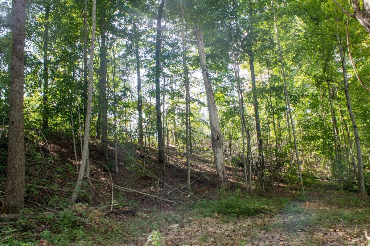 Decorative background for Buck Run Ridge Tract 3 image 12