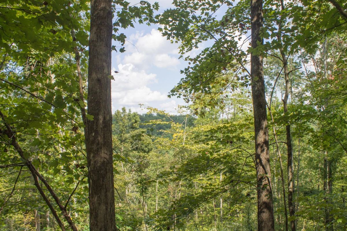 Decorative background for Buck Run Ridge Tract 3 image 13