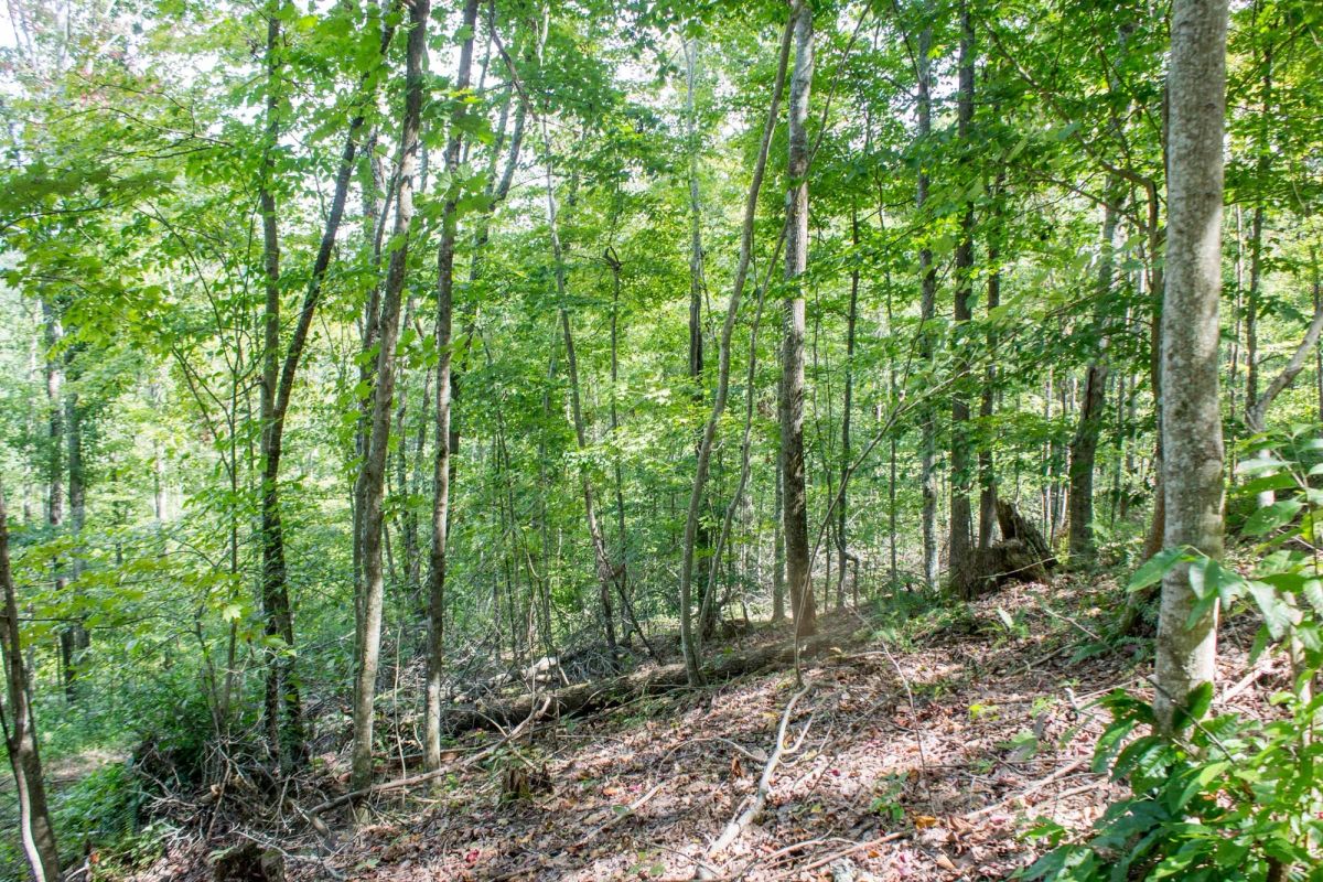 Decorative background for Buck Run Ridge Tract 3 image 14