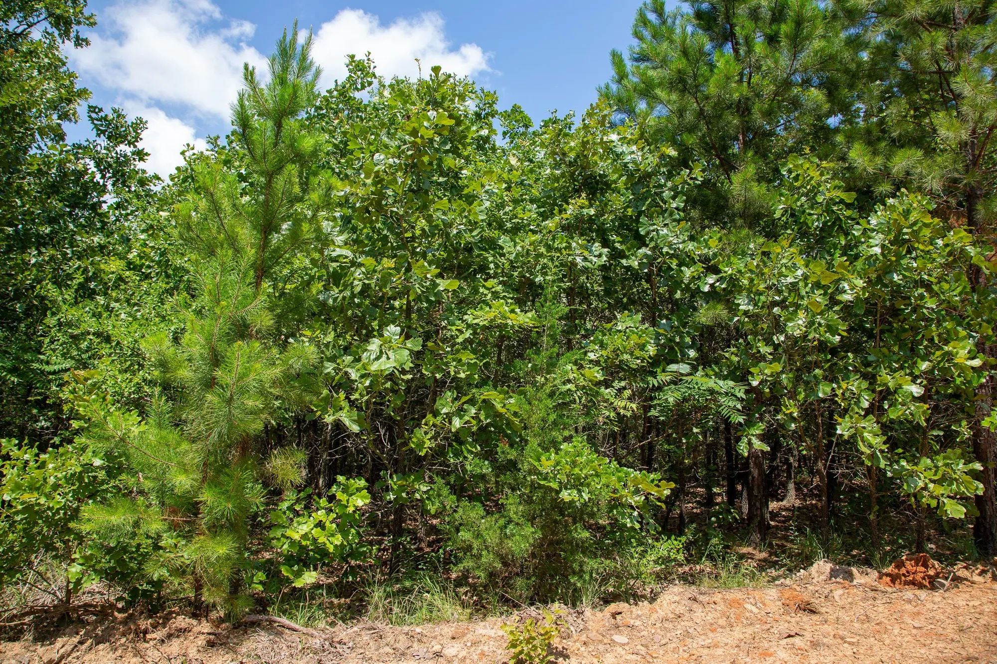 Tyler Stone Ranch Tract 58 in Le Flore County, OK