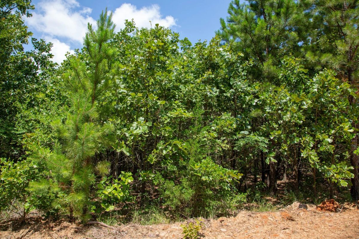 Tyler Stone Ranch Tract 58 - Image 3