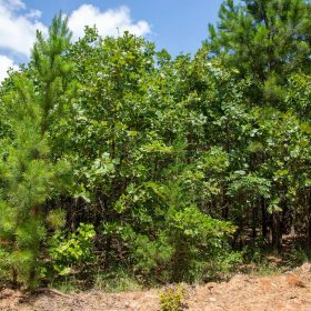 Tyler Stone Ranch Tract 58 in Le Flore County, OK