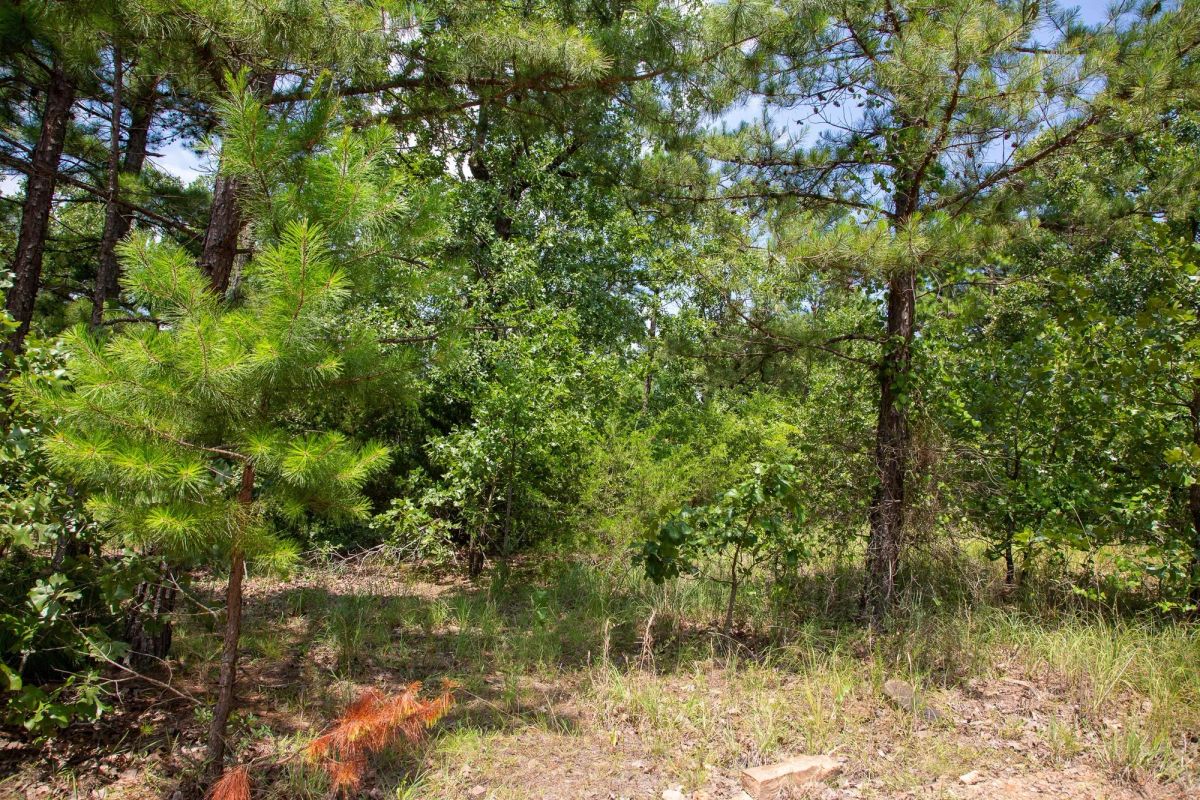 Decorative background for Tyler Stone Ranch Tract 58 image 6