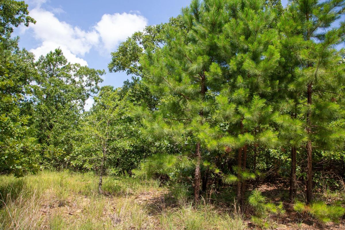 Decorative background for Tyler Stone Ranch Tract 58 image 8