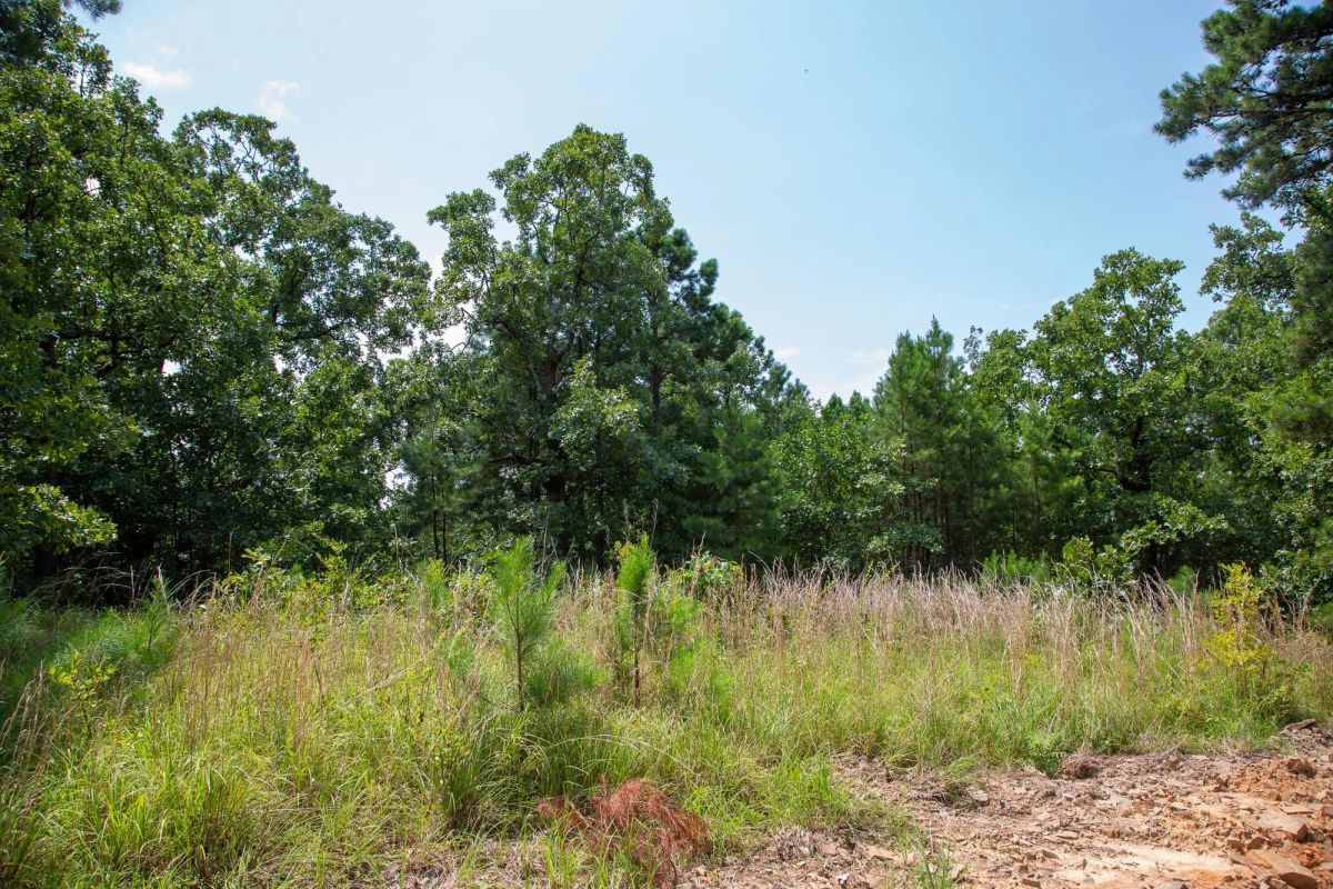 Decorative background for Tyler Stone Ranch Tract 58 image 11