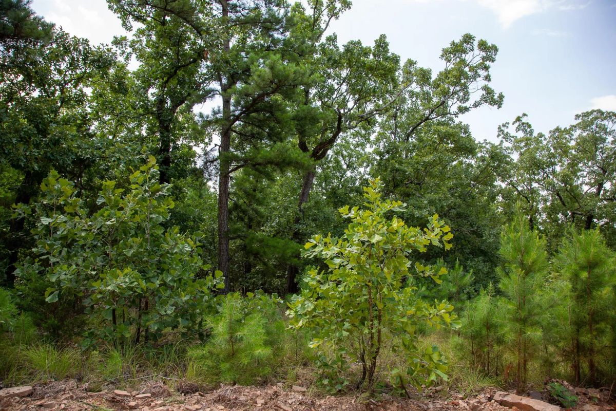 Decorative background for Tyler Stone Ranch Tract 58 image 12