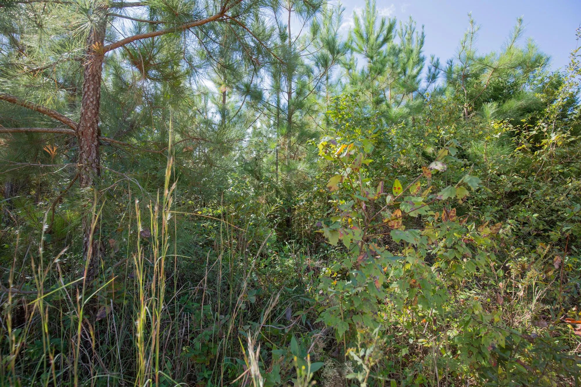 Sky Ranch Tract 1 in Attala County, MS