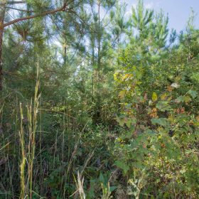 Sky Ranch Tract 1 in Attala County, MS