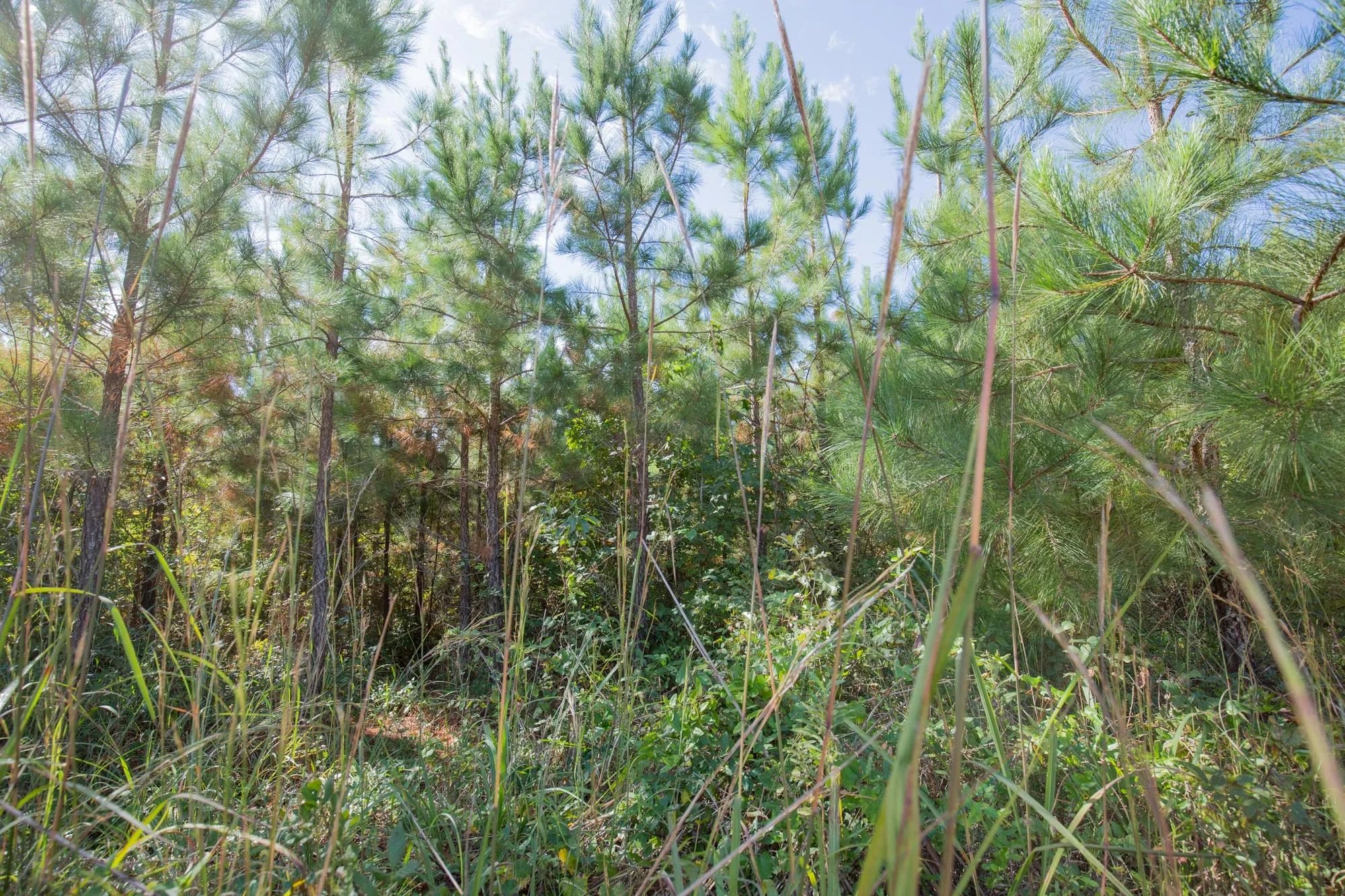 Sky Ranch Tract 1 in Attala County, MS