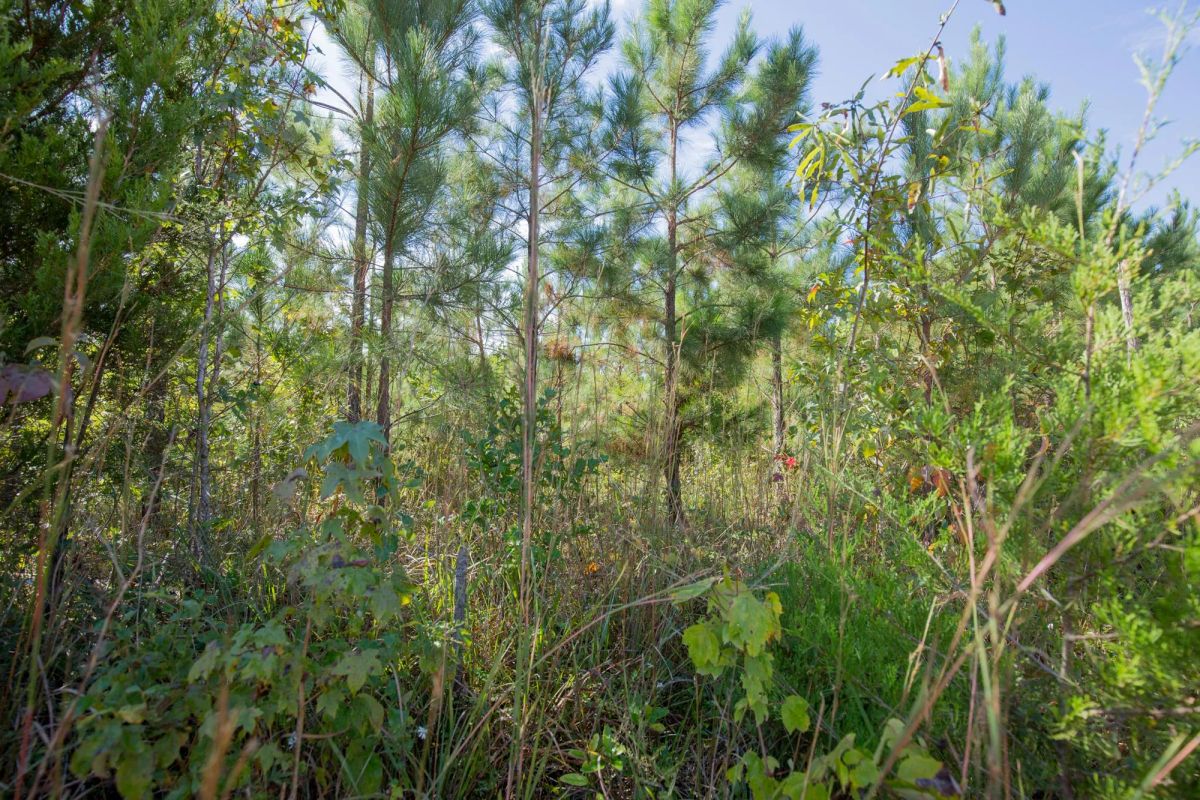 Decorative background for Sky Ranch Tract 1 image 5