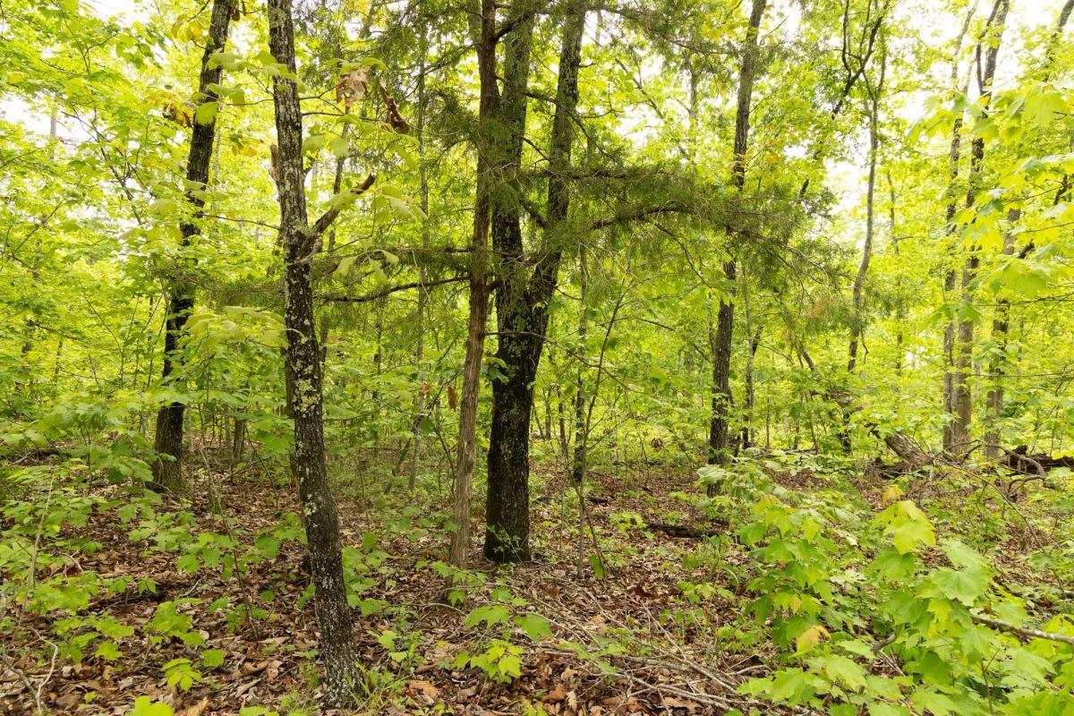 Stardust Estates Tract 24 - Image 3