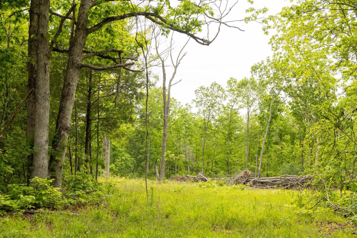 Decorative background for Stardust Estates Tract 24 image 5