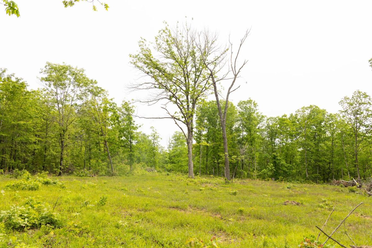 Decorative background for Stardust Estates Tract 24 image 8