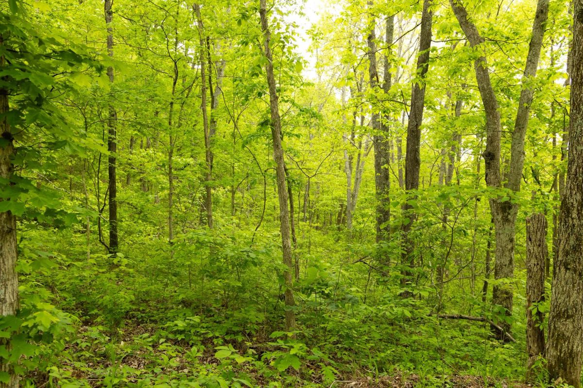 Stardust Estates Tract 5 - Image 3