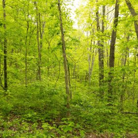 Stardust Estates Tract 5 in Reynolds County, MO