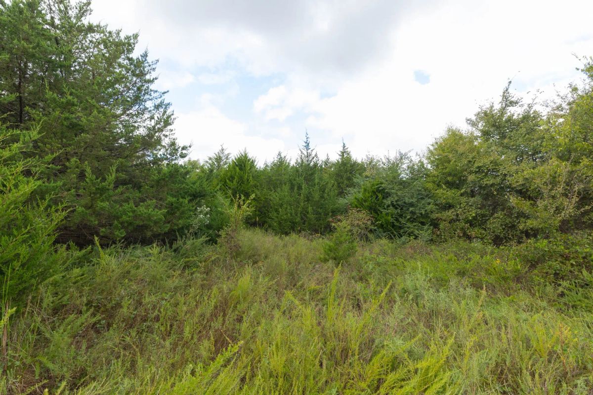 Decorative background for Reserves At Cattail Cove Phase II Tract 87 image 6