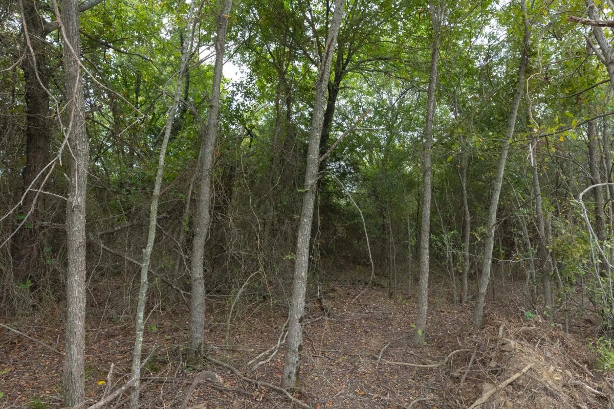 Decorative background for Reserves At Cattail Cove Phase II Tract 87 image 12