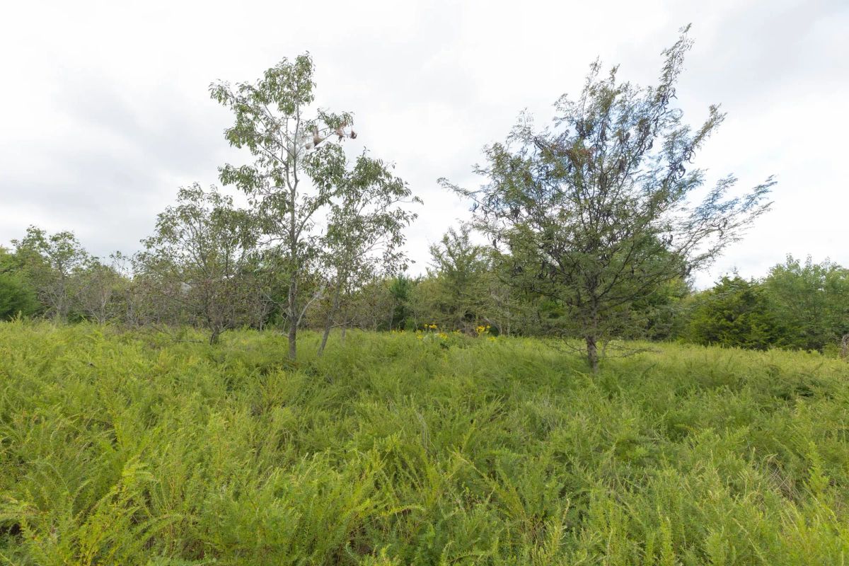 Decorative background for Reserves At Cattail Cove Phase II Tract 87 image 13