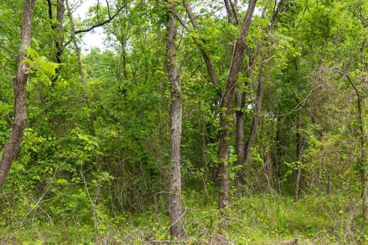Decorative background for Harmony Hills Tract 9 image 6