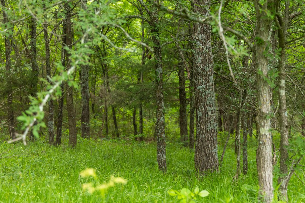 Decorative background for Harmony Hills Tract 9 image 7