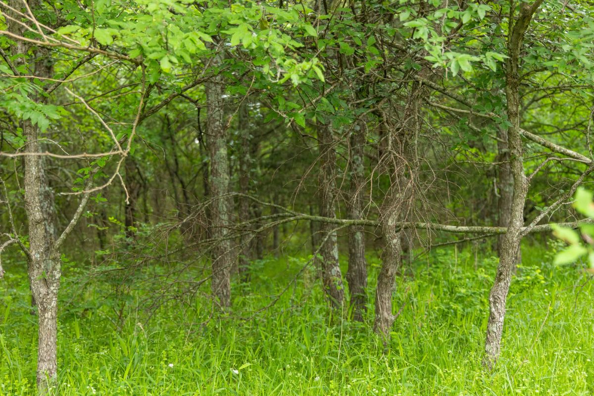 Decorative background for Harmony Hills Tract 9 image 8
