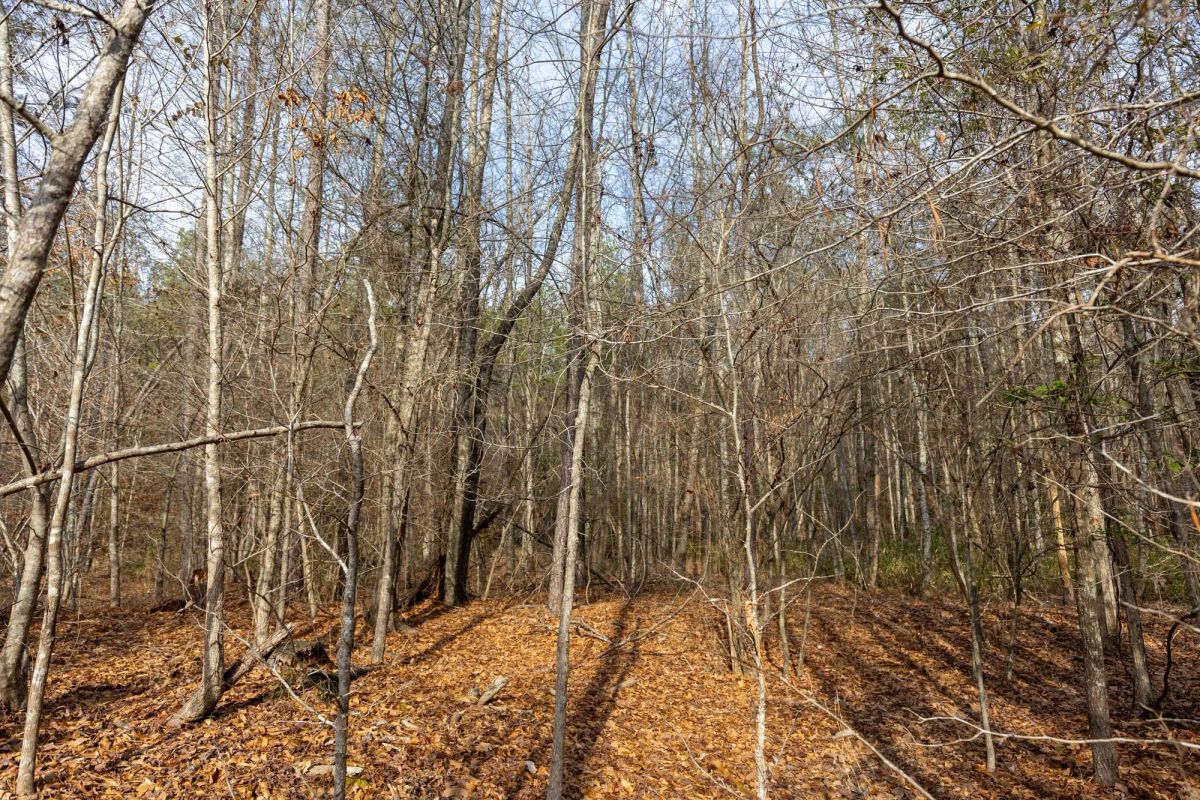 Baker Creek Tract 9 - Image 2
