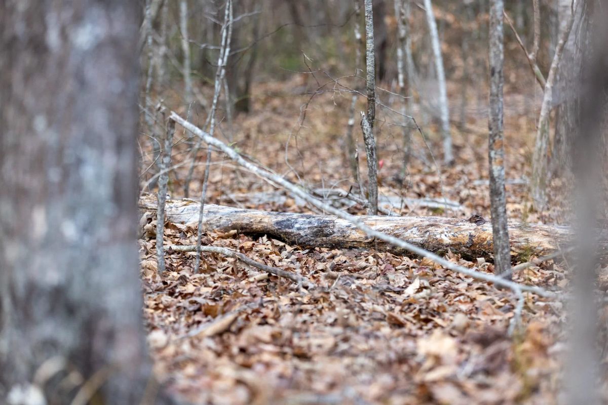 Baker Creek Tract 9 - Image 3