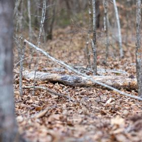 Baker Creek Tract 9 in Fayette County, AL