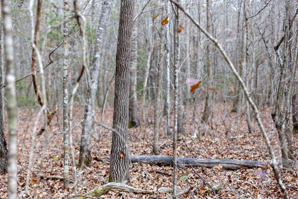 Decorative background for Baker Creek Tract 9 image 5