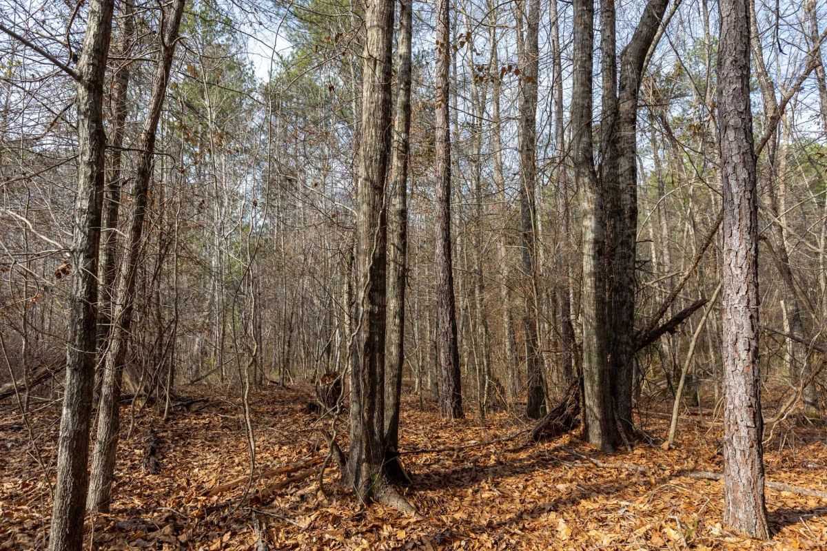 Decorative background for Baker Creek Tract 9 image 6
