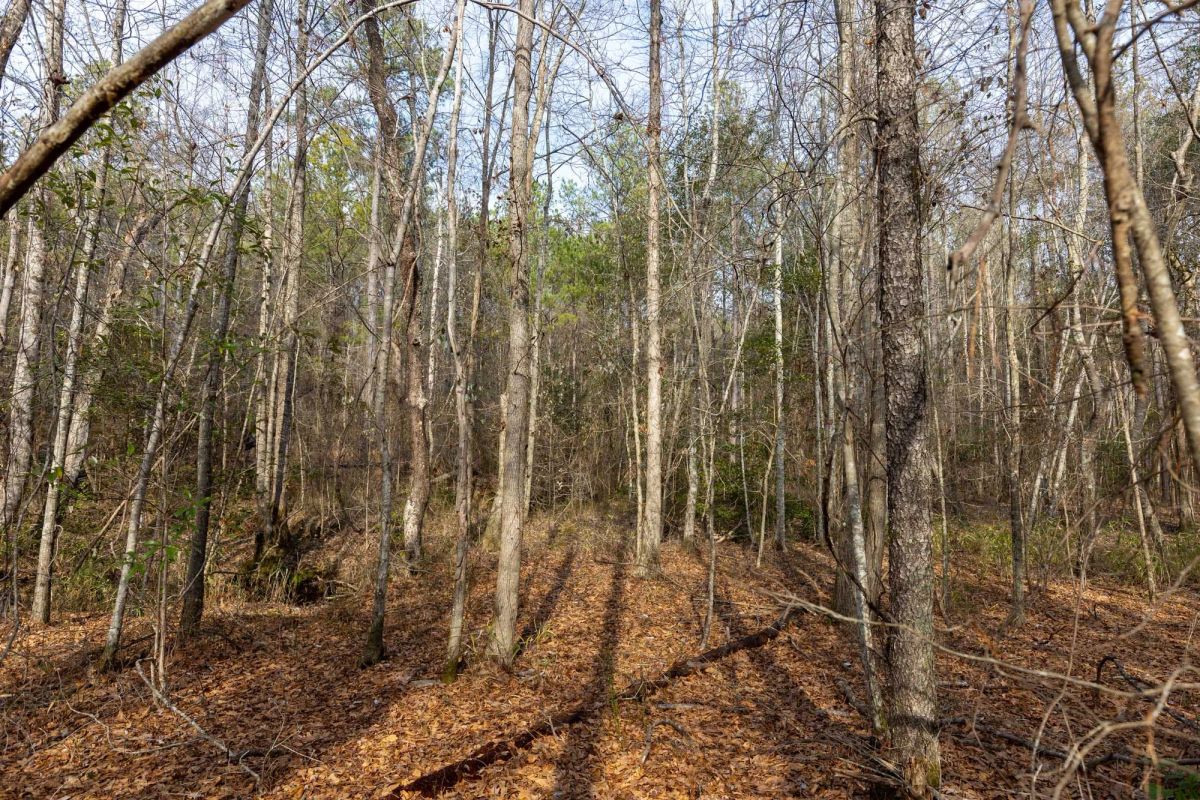 Decorative background for Baker Creek Tract 9 image 7