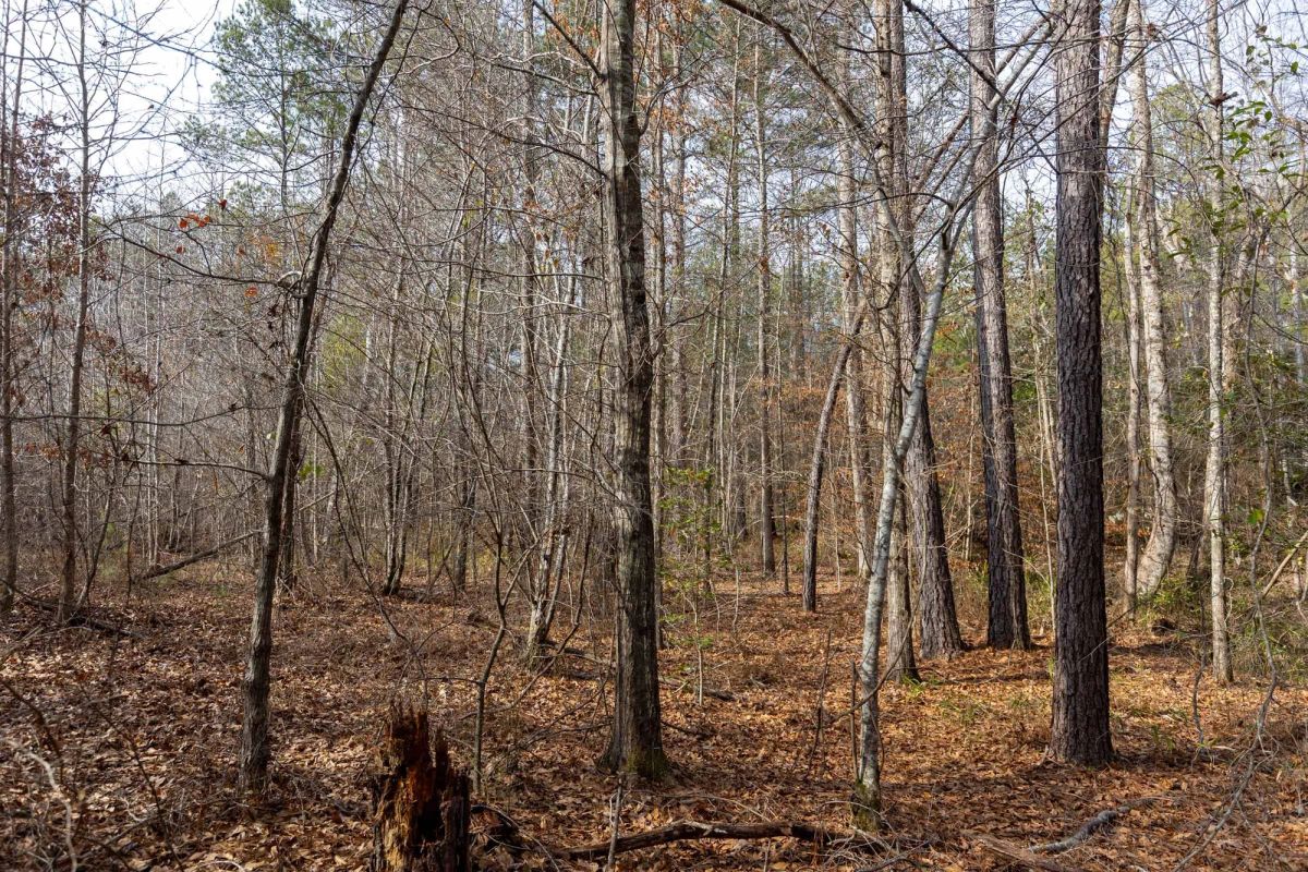 Decorative background for Baker Creek Tract 9 image 9