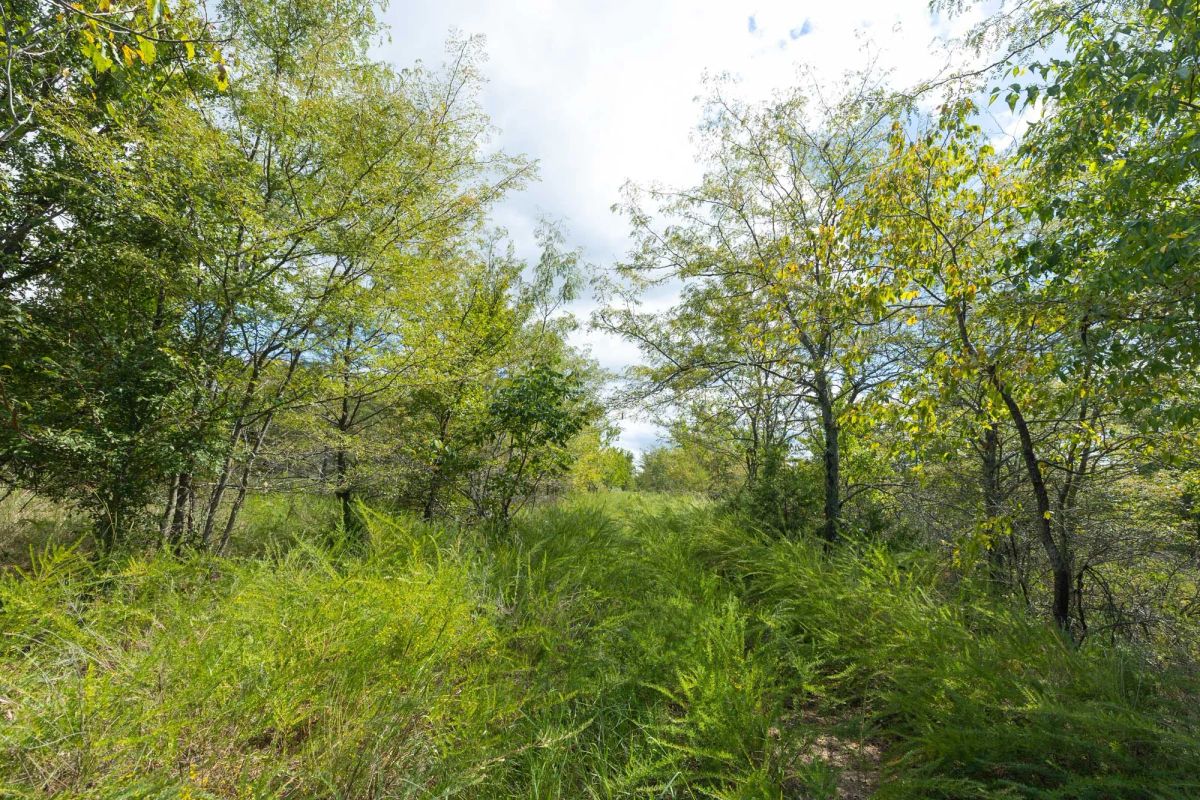 Decorative background for Reserves At Cattail Cove Phase II Tract 101 image 6