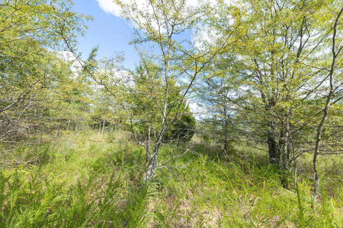 Decorative background for Reserves At Cattail Cove Phase II Tract 101 image 7