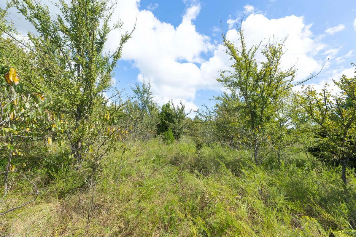 Decorative background for Reserves At Cattail Cove Phase II Tract 101 image 8