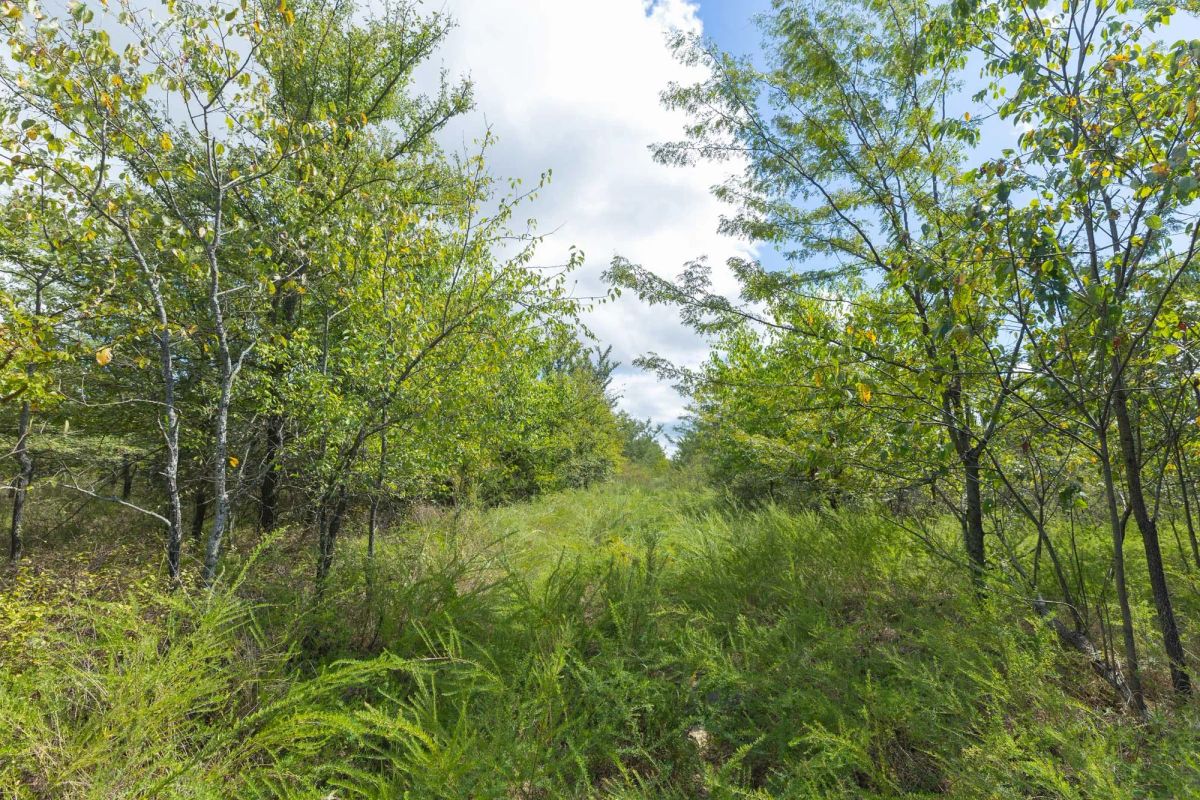 Decorative background for Reserves At Cattail Cove Phase II Tract 101 image 9